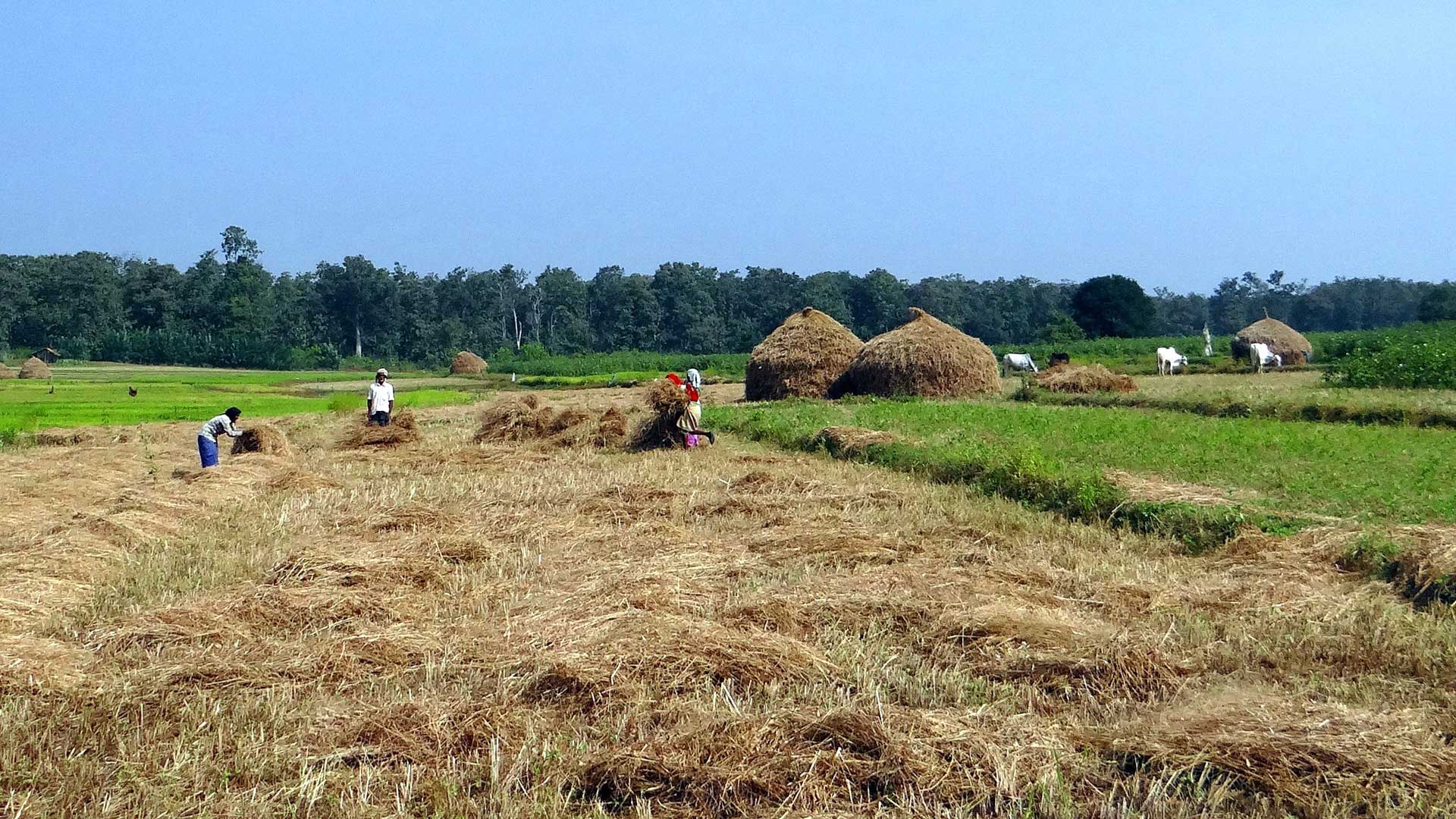 bogas-india-punjab