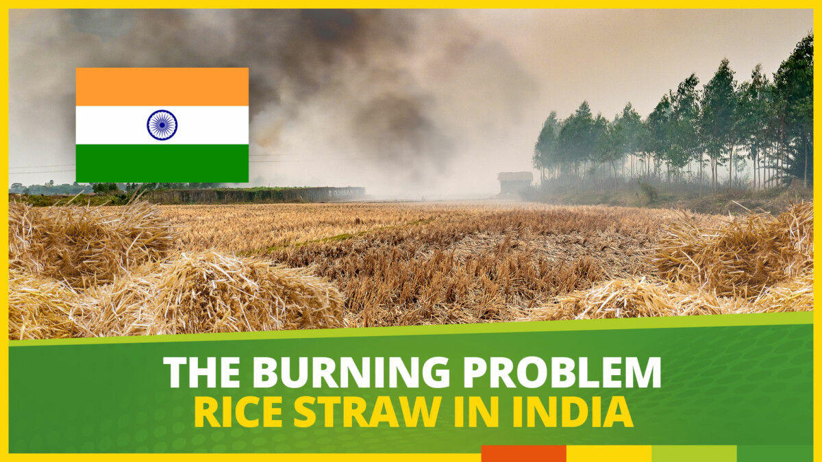 Biogas India Rice straw field and stubble burning in India
